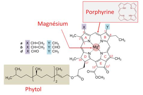 Schéma illustrant la structure moléculaire de la chlorophylle avec l'atome de magnésium central