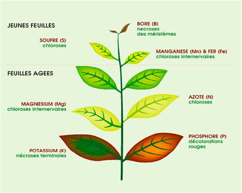 Diagramme comparatif des symptômes de carence foliaire : jaunissement des jeunes feuilles (Calcium) vs jaunissement des feuilles âgées (Magnésium)