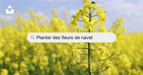 Photo macro d'une fleur de navet attirant un pollinisateur