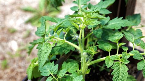 Plant de tomate avec des feuilles trouées