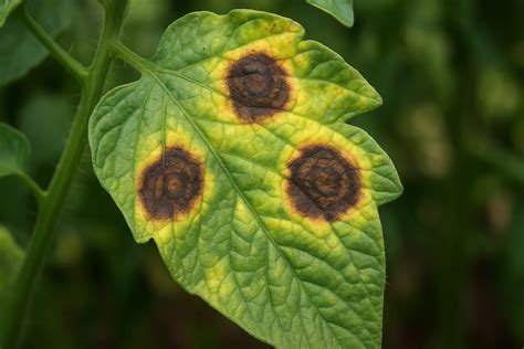 Taches concentriques sur feuille de tomate dues à l'alternariose