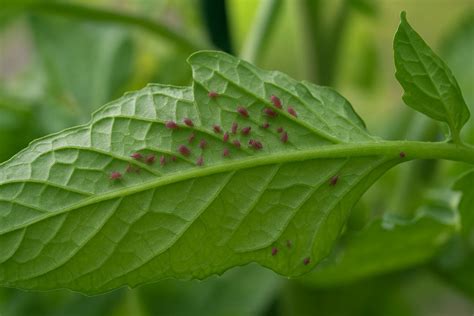 Pucerons sur une feuille de tomate