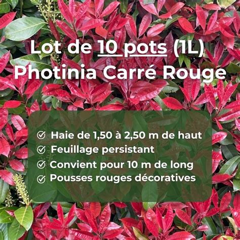 Infographie sur les périodes de taille du Photinia pour une coloration optimale