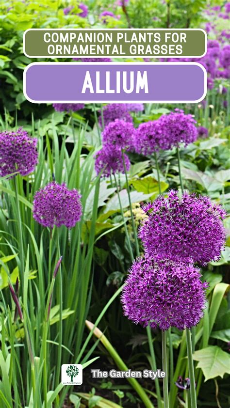 Contrast between Allium flower spheres and fine grasses