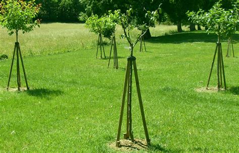 Installation d'un tuteur pour jeune arbre
