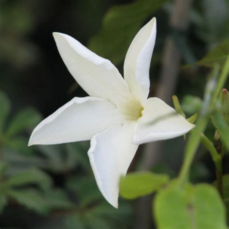 Fleur de Mandevilla laxa, le jasmin du Chili