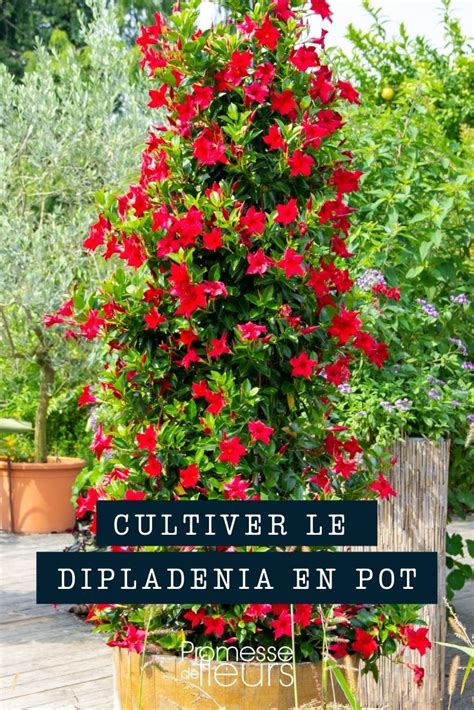 Dipladenia en pot sur une terrasse
