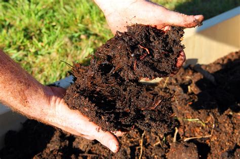 Comparaison fumier frais et composté