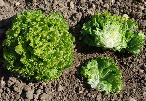 Schéma illustrant les différents types de laitues : pommées, romaines, à couper et asperges