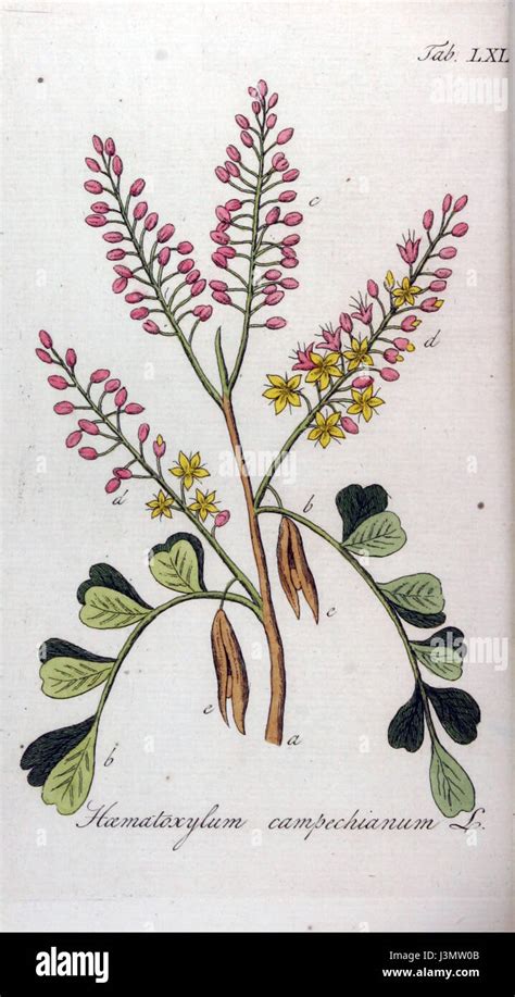 Illustration botanique du Haematoxylum campechianum montrant le feuillage paripenné et les gousses caractéristiques