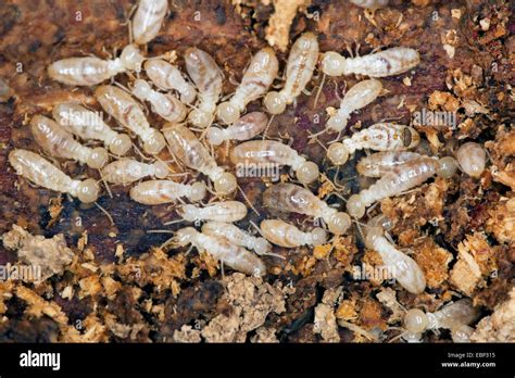 Diverses castes de termites Reticulitermes flavipes