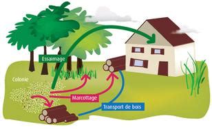 Schéma des modes de prolifération des termites : essaimage et bouturage