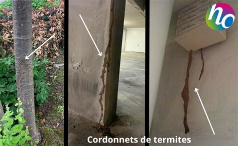 Aspect feuilleté d'une attaque de termites sur poutre et cordonnet sur un linteau de fenêtre