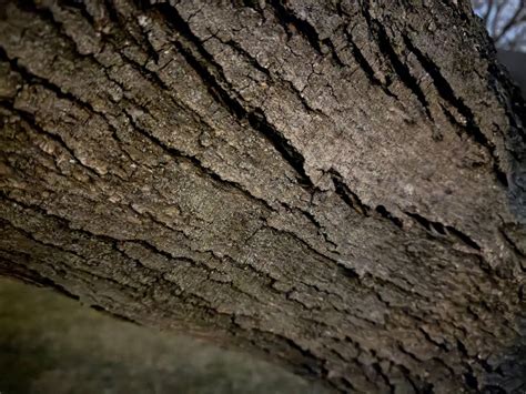 photographie macro d'un bonsaï millénaire montrant des détails de l'écorce et des feuilles