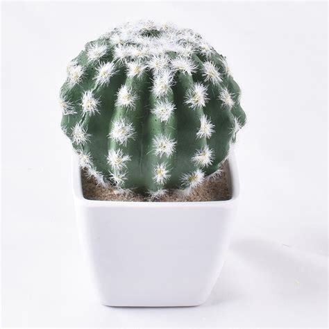 Cactus esthétique en pot type bonsaï