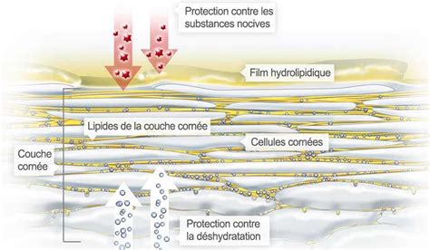 Schéma illustrant la structure du film hydrolipidique de la peau