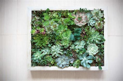 Installation murale de succulentes dans un cadre en bois