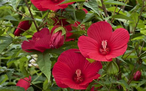 Illustration botanique de l'Hibiscus moscheutos avec ses fleurs caractéristiques