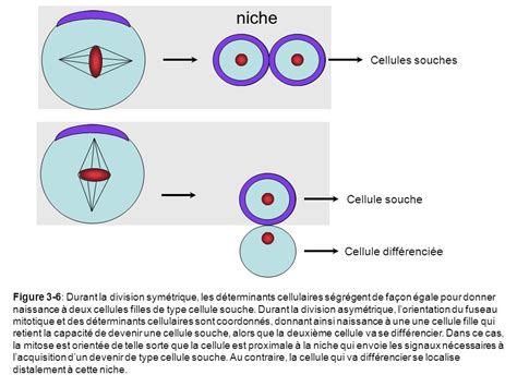 Schéma explicatif de la division de la souche de l'hibiscus au printemps