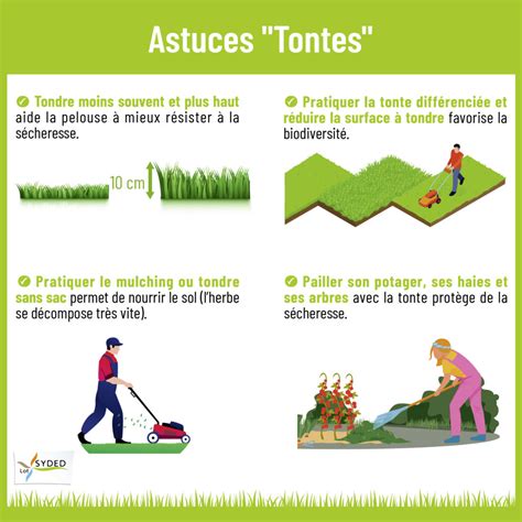 Pelouse dense et verte après plusieurs tontes