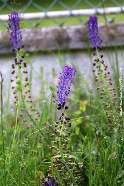 Plan rapproché d'un Muscari à toupet dans son milieu naturel, mettant en évidence son inflorescence bicolore caractéristique