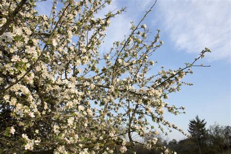 Arbre fruitier en pleine floraison printanière