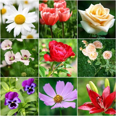 Collage de différentes fleurs d'arbres fruitiers