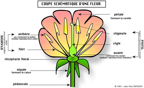 Schéma d'une fleur de cerisier en coupe avec légendes
