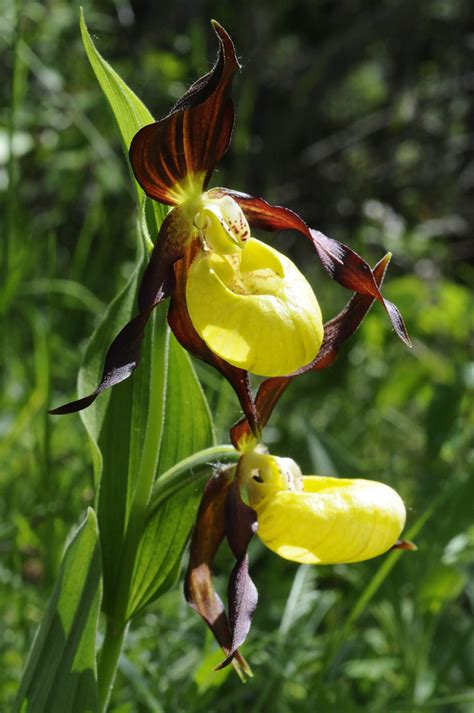 Gros plan sur une fleur de Sabot de Vénus dans son milieu naturel