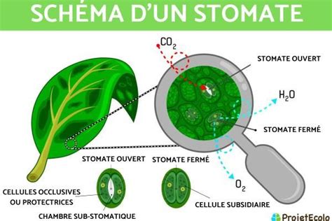 Schéma illustrant l'absorption des nutriments foliaires par les stomates d'une feuille de légume