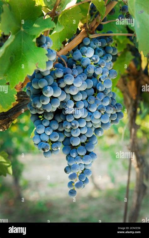 Grappes de raisin noir italien sur la vigne