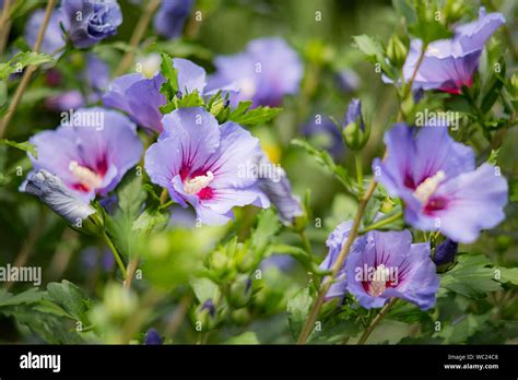 Un massif d'Hibiscus syriacus en pleine floraison estivale
