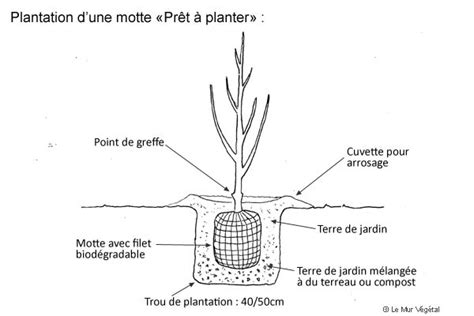 Schéma illustrant la technique de plantation en pleine terre avec cuvette d'arrosage