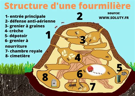 Schéma illustrant le cycle de vie d'une colonie de fourmis noires et les points d'entrée courants autour d'une maison.