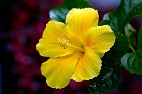 fleur d'hibiscus jaune éclatante