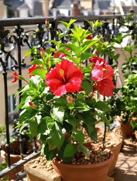 hibiscus sur une terrasse ensoleillée