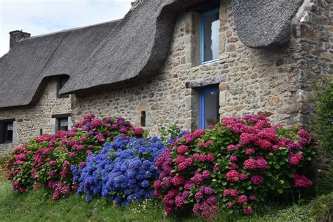 Hortensias devant un mur en pierre de granite