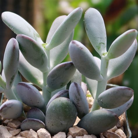 gros plan sur les feuilles pruineuses et arrondies du Cotyledon orbiculata 'Oophylla'