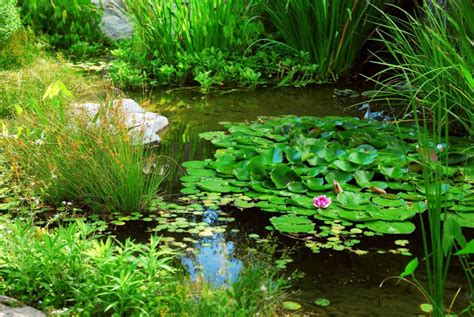 Bassin de jardin luxuriant avec une variété de plantes aquatiques