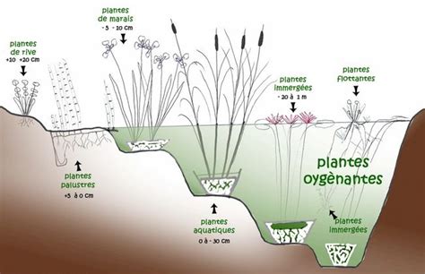Schéma illustrant la plantation directe dans un bassin de jardin