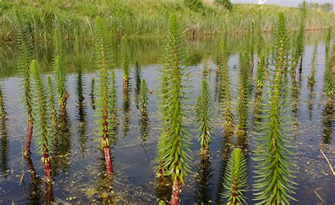 Pesse d'eau émergeant à la surface d'un bassin