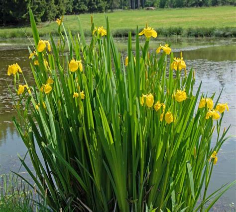 Iris des marais aux fleurs jaunes éclatantes sur la berge d'un bassin
