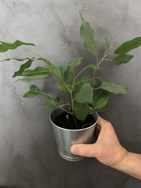 Diagramme illustrant la croissance d'un Ficus depuis la bouture jusqu'à sa forme de bonsaï adulte