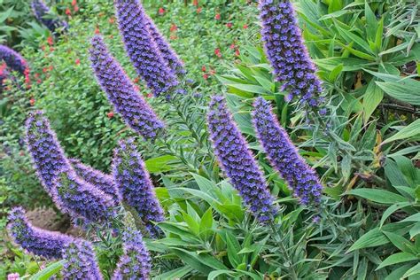 Plan rapproché sur les inflorescences spectaculaires d'Echium candicans