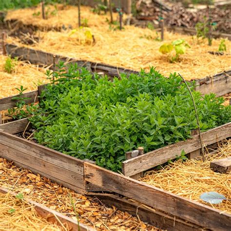 Un potager biologique diversifié en pleine croissance