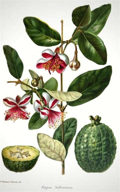 Illustration botanique du Feijoa sellowiana montrant ses fleurs caractéristiques et son feuillage