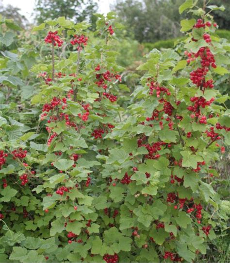 Illustration botanique détaillée d'un rameau de Ribes rubrum avec ses grappes de fruits