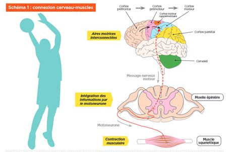 Infographie illustrant les bénéfices du parcours de motricité sur le cerveau et le corps