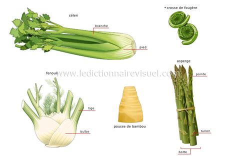Photo montrant des fanes de légumes et des tiges coupées étalées sur le sol entre les rangs de culture