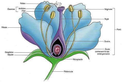 Morphologie du cerisier et détails des fleurs